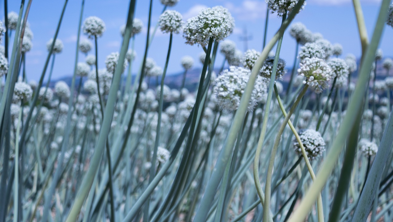 木之内绿最新探索,自然之美与时代价值的交融