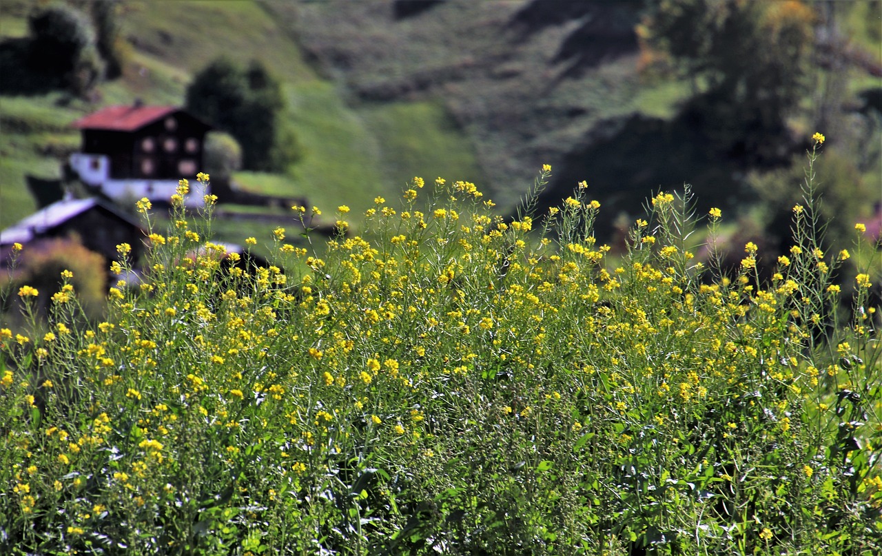 金回收价最新动态,市场趋势与影响因素深度解析