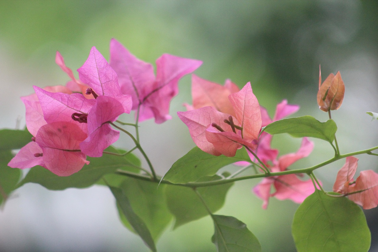 新佳酒店最新动态与升级,追求卓越品质的持续延伸