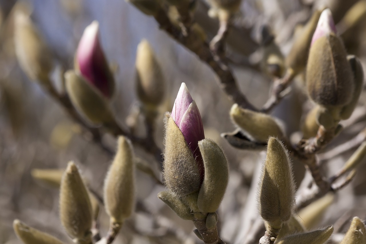 马来西亚高铁最新进展报告更新，最新动态揭秘高铁建设进展