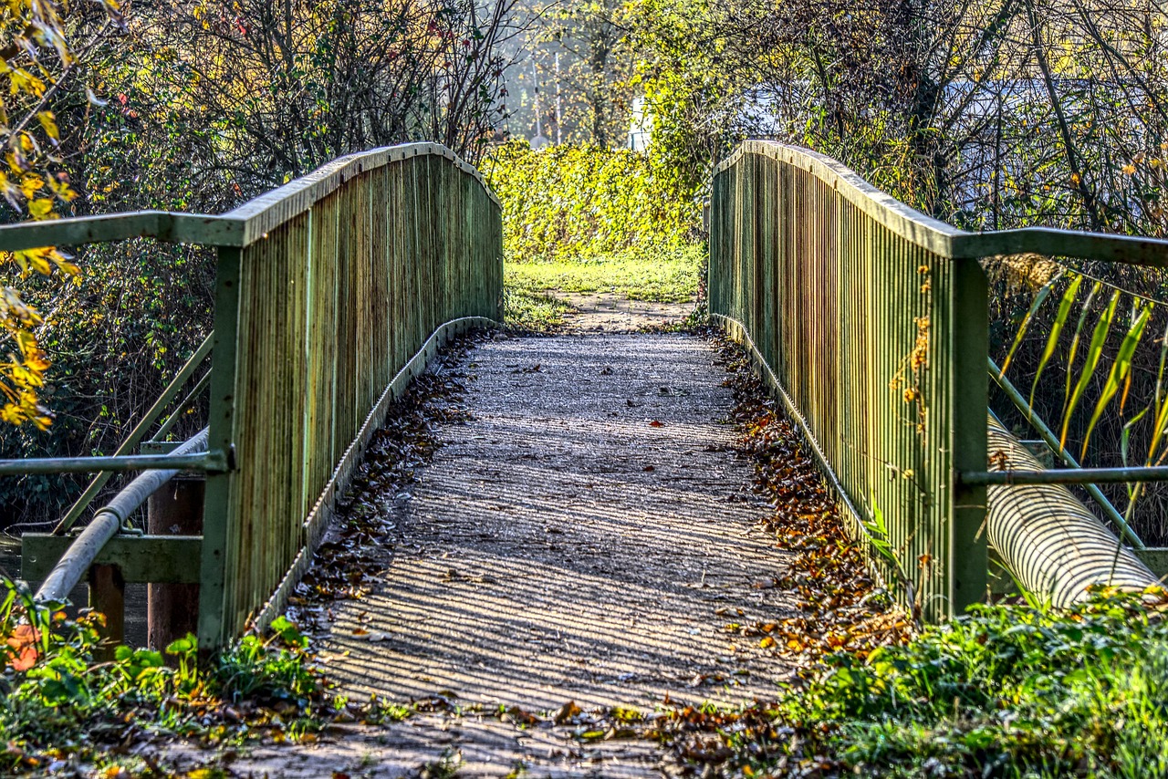植树节最新活动,绿色行动引领可持续发展之路