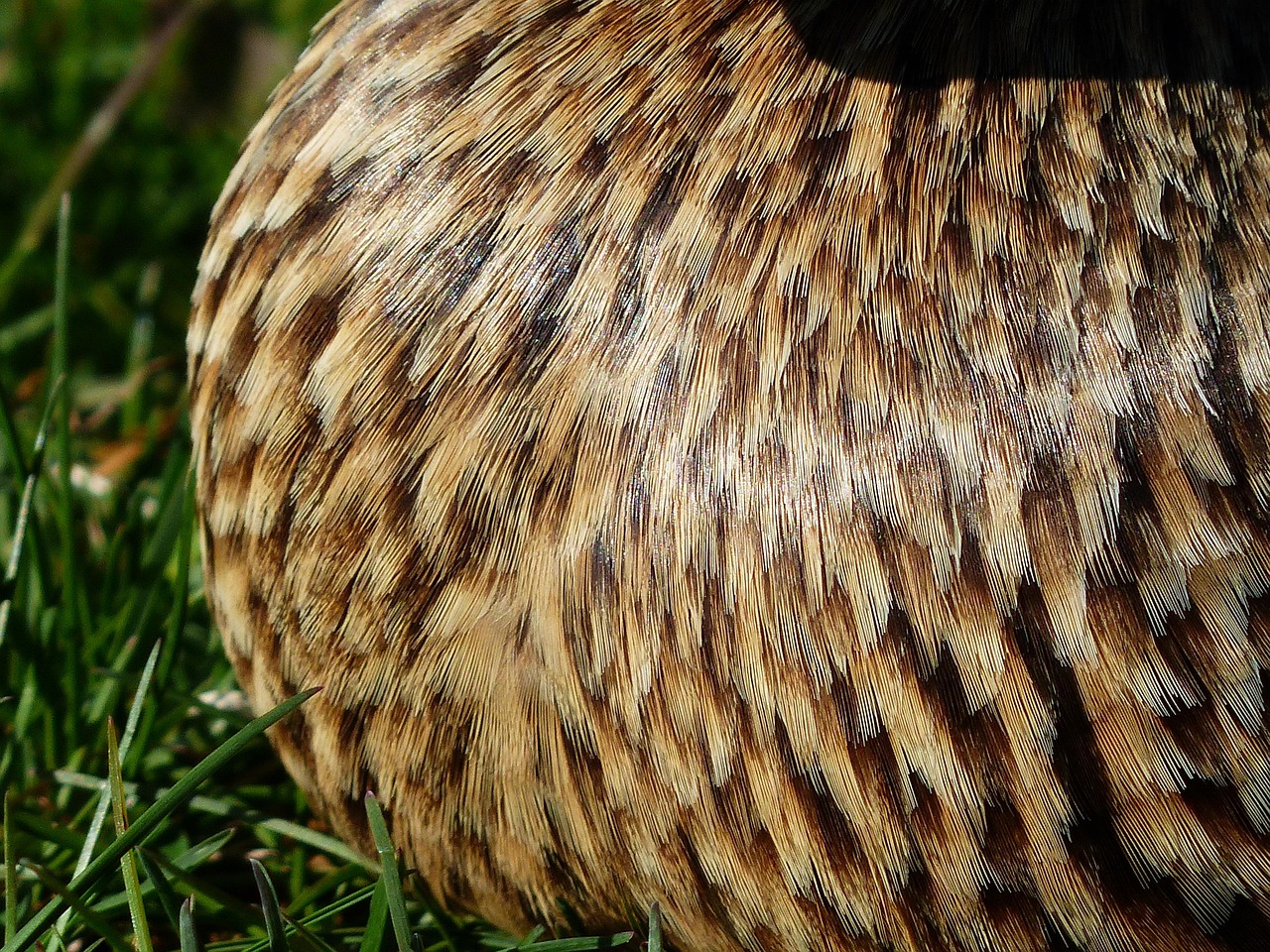 斯外戈最新动态,潮流引领,全新魅力展现