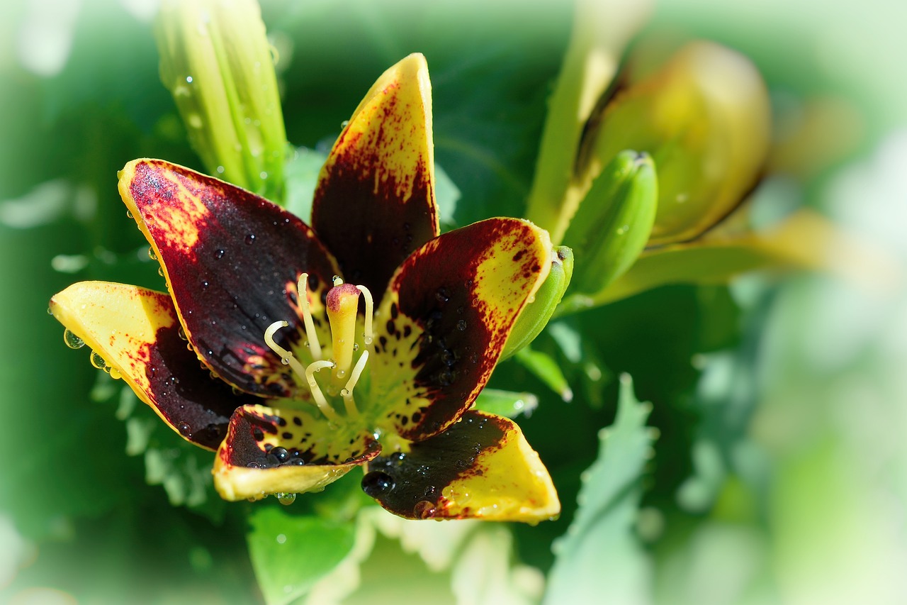 花花最新版,花花最新版,探索美的无限可能