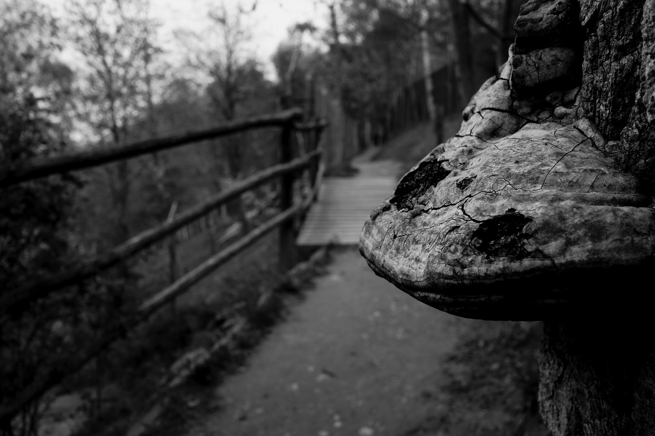 巨石强森最新状况概览,了解他的最新动态与进展