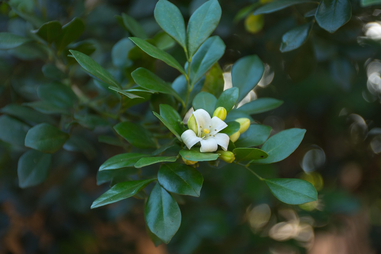 疫情最新动态官方报告发布,防控措施概述及最新进展