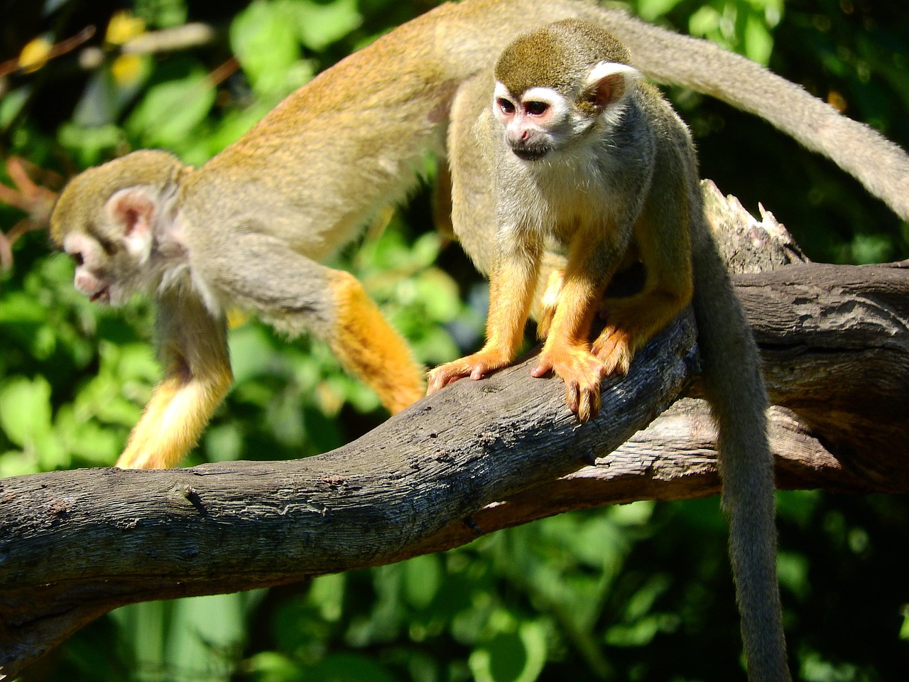 关于甲状病毒的最新研究动态与发展更新