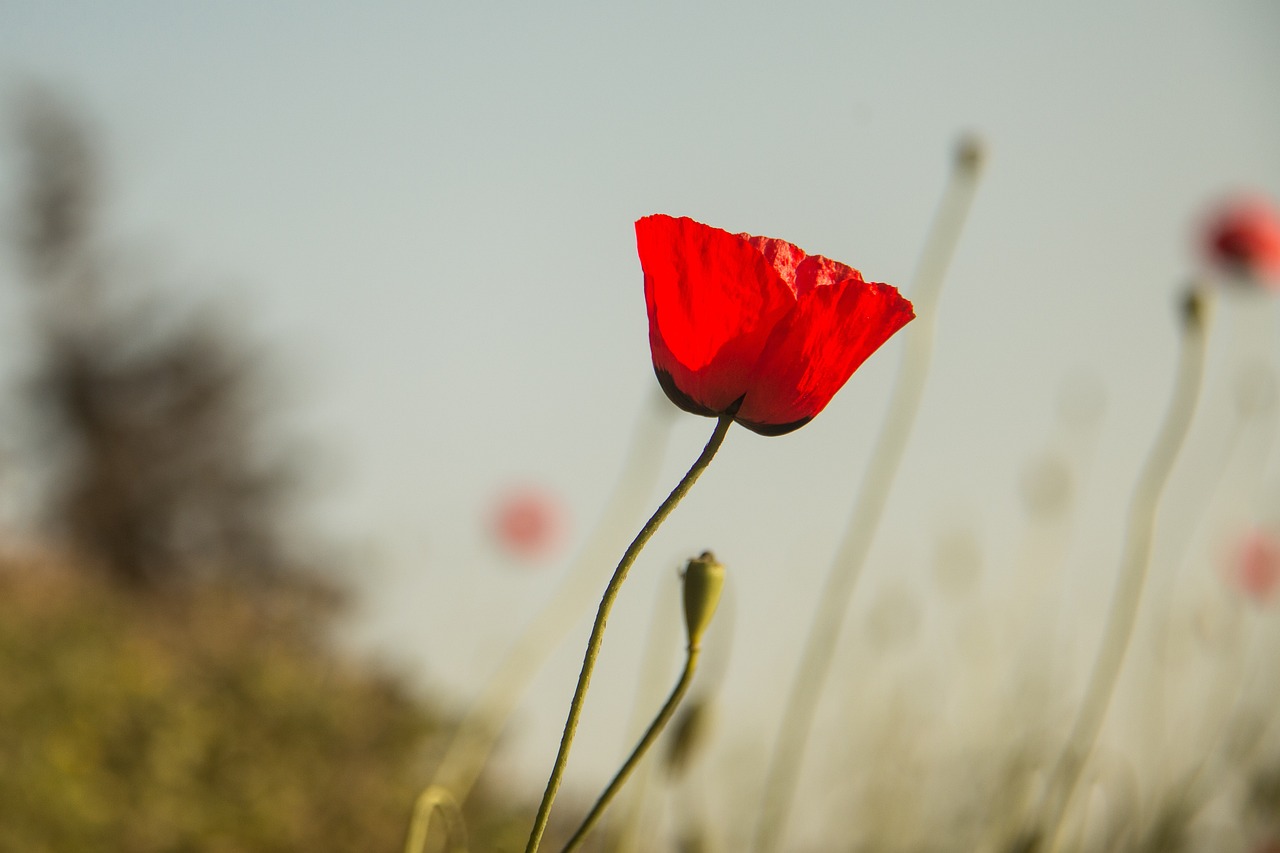 全球毒品最新动态与应对策略,毒情分析及防治探讨