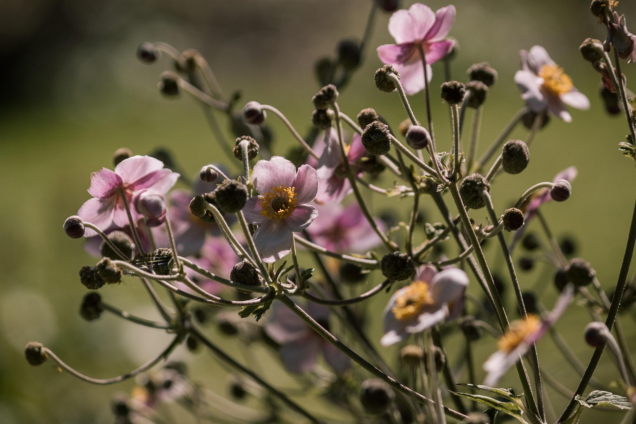 全球抗疫进展与应对策略最新八号报告，疫情动态更新及应对策略解读