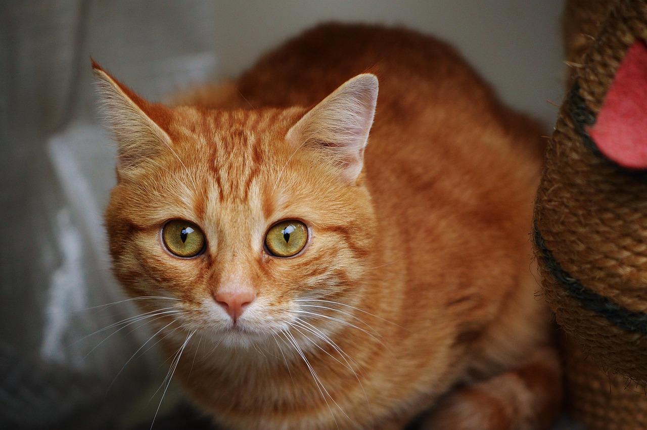 全球流感最新动态，态势更新与应对策略研究