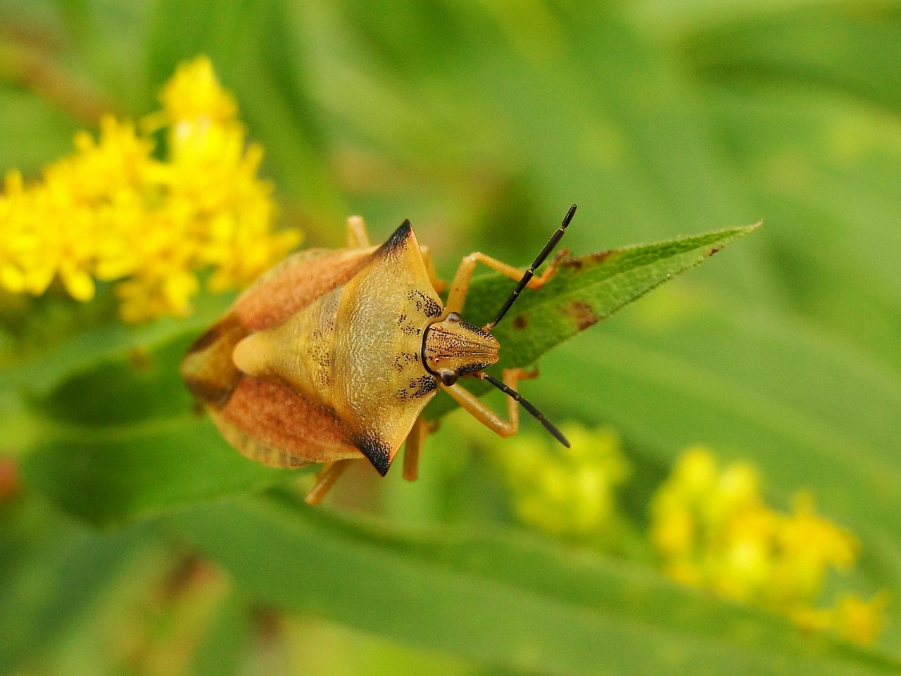 科技育种下的最新型梨子,果实新星亮相!