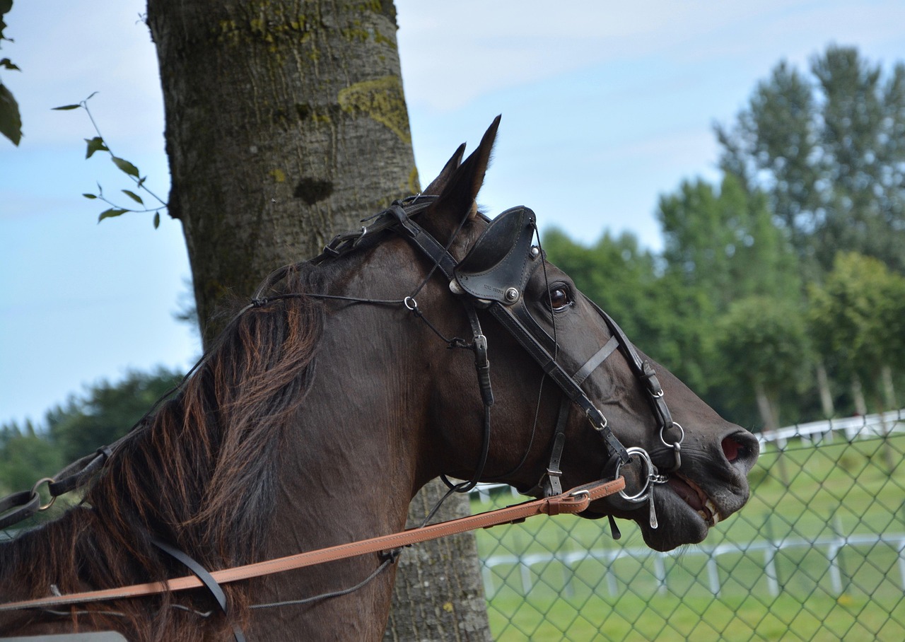 生态链中的独特存在，豺狼虎狈最新揭秘