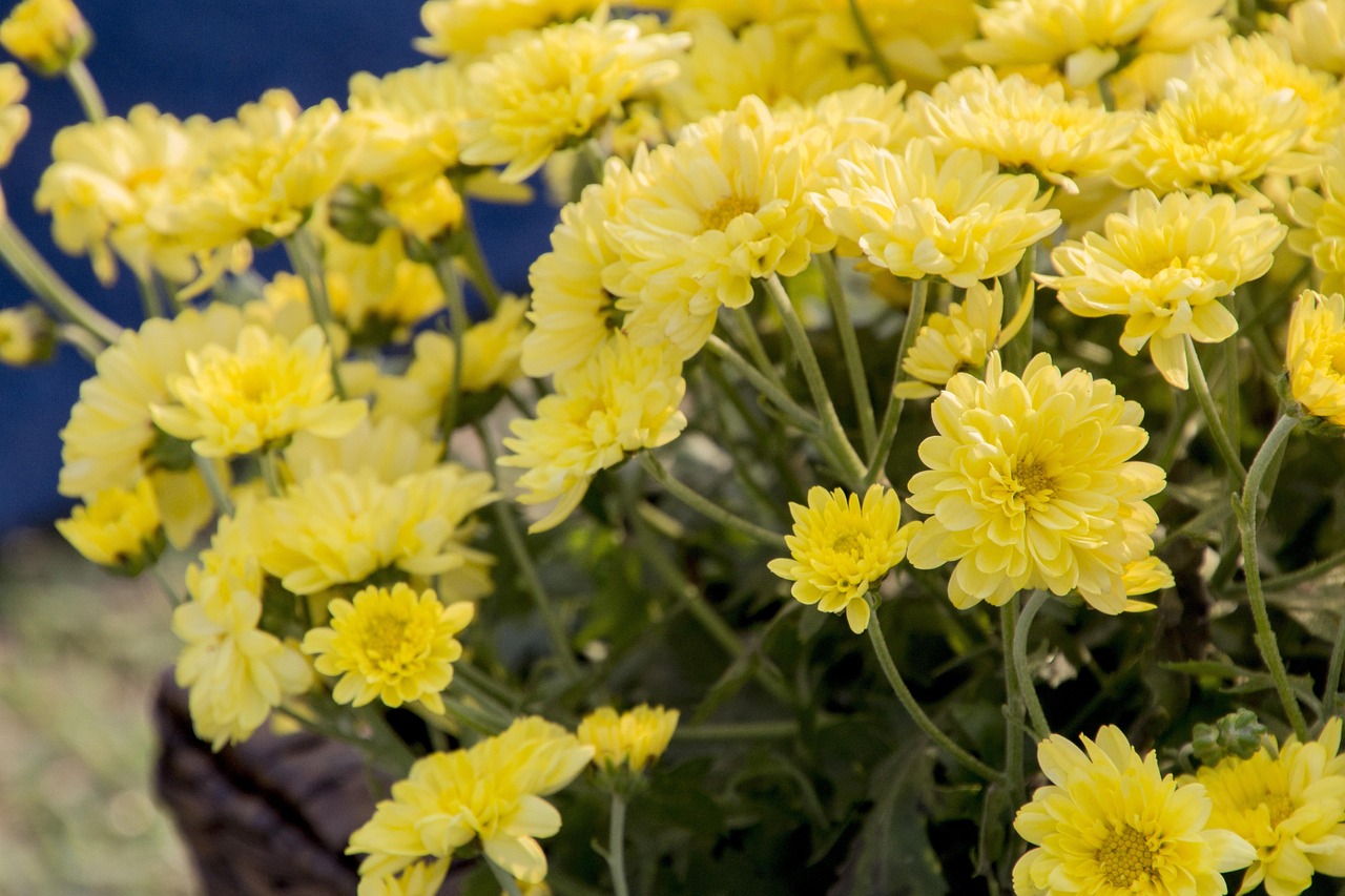 最新木兰花，绽放之美与文化传承的力量