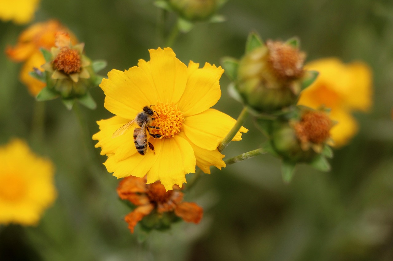 山东威达最新公告详解,最新动态与解析