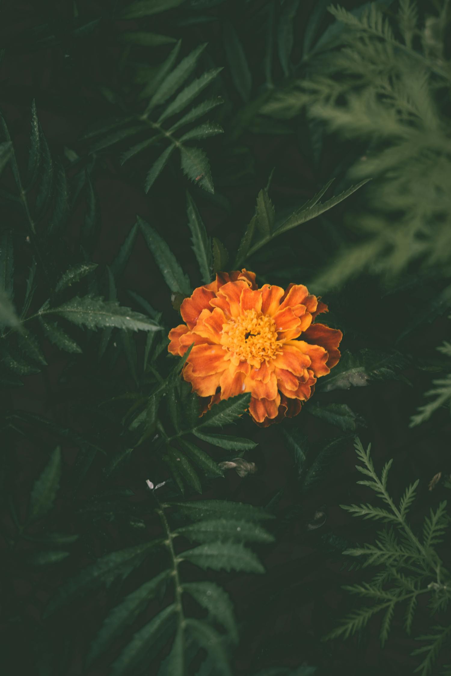 水杏最新结局,绽放与传承的美丽传奇之花杏的终极篇章