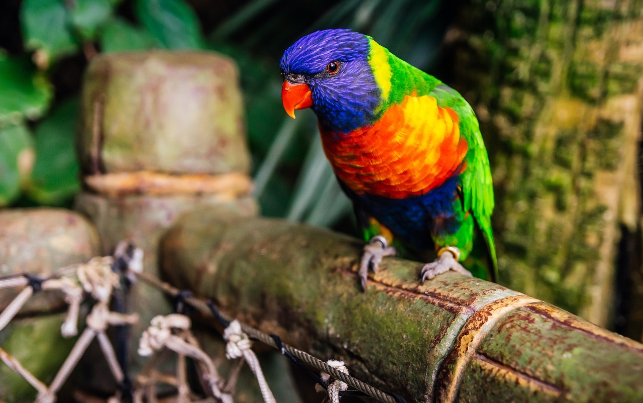 最新开放鹦鹉,色彩与智慧的独特象征