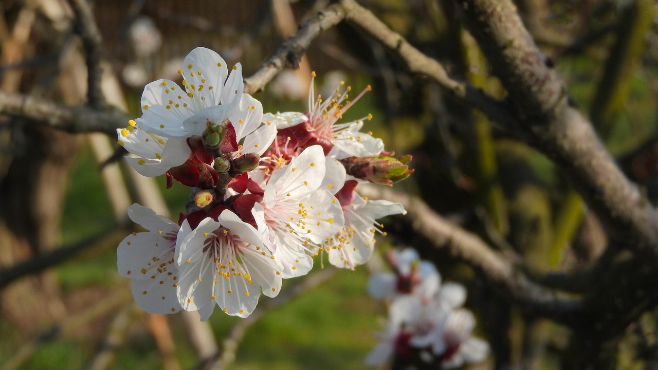 刘真在台湾的最新动态与影响力揭秘