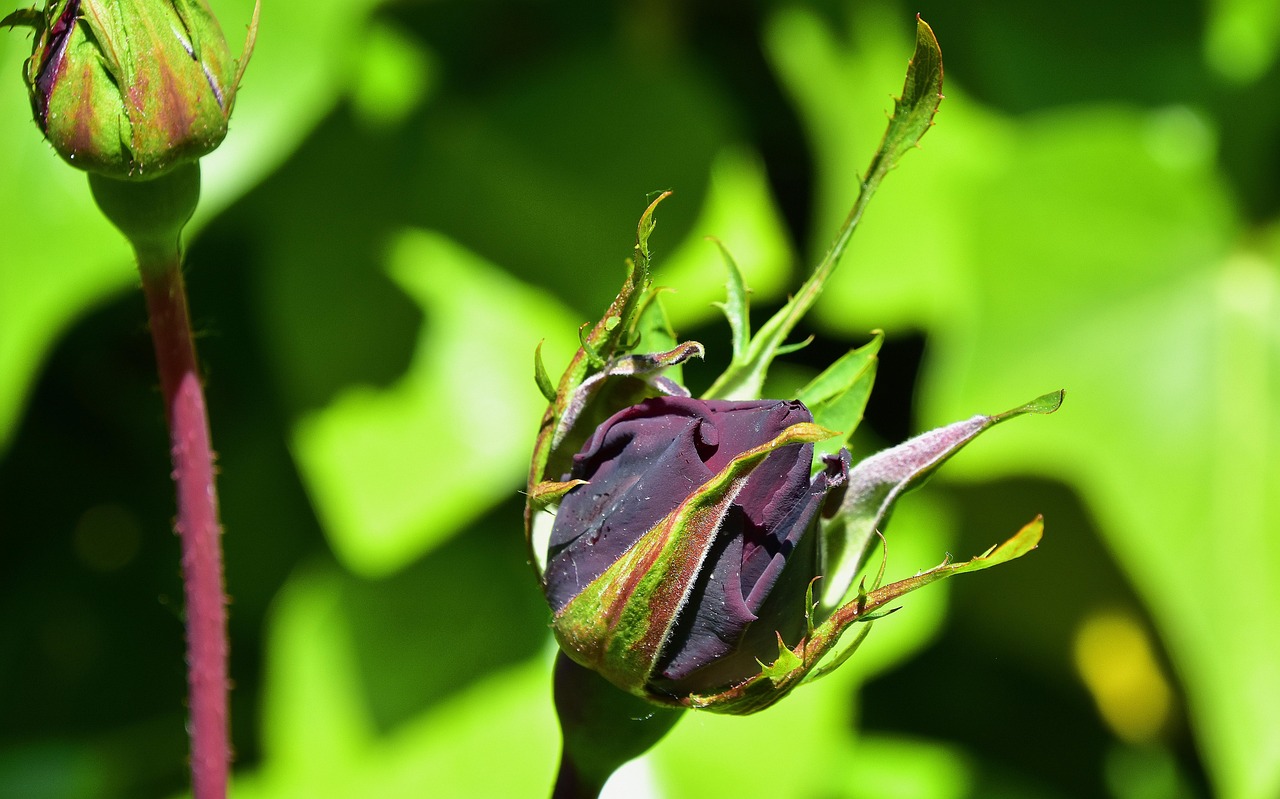黄嘉千最新动态与成就，娱乐与公益领域的蓬勃发展之路
