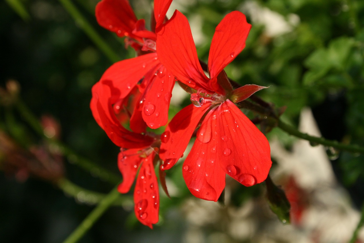 欧欧姐最新动态,闪耀之星,引领时尚潮流之巅