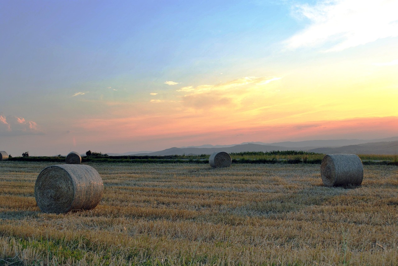 推动农业现代化,助力乡村振兴,最新三农动态概览