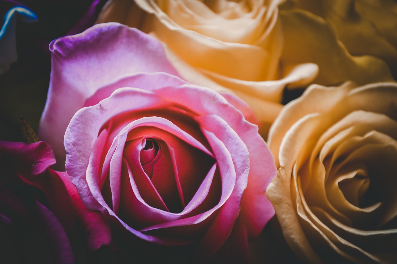 最新日漫言情，探索日本动漫中的恋爱故事之美