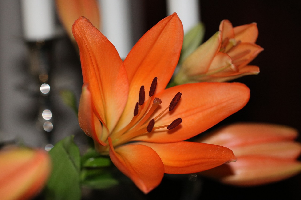 花花与荷叶的最新故事，绽放的生命之美