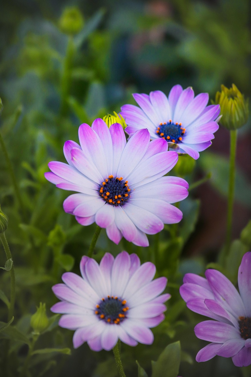花花与荷叶的最新故事,绽放的生命之美