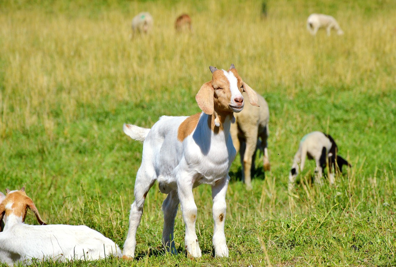 最新版小马,全新伙伴,带你探索未知世界