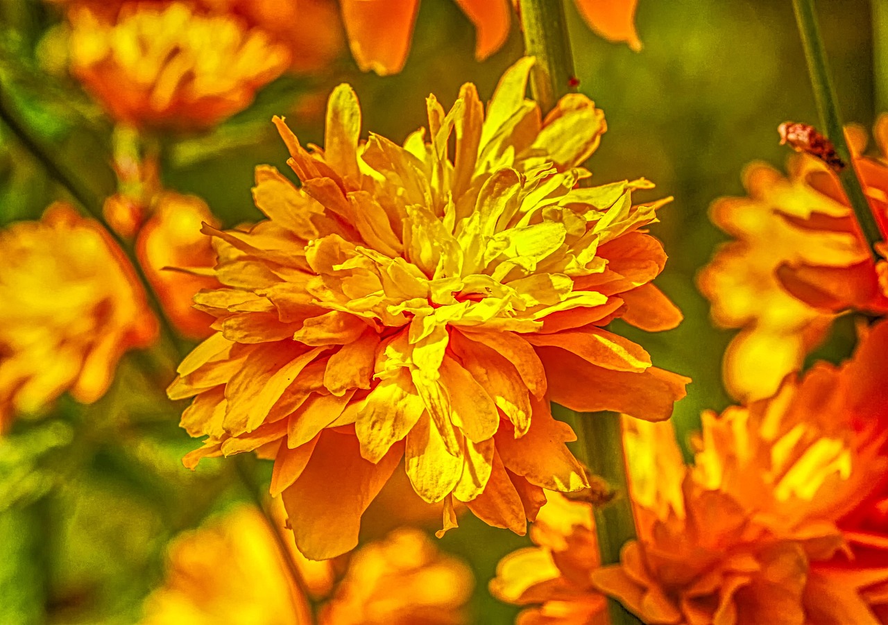柳州紫荆花盛开,城市春宴启幕