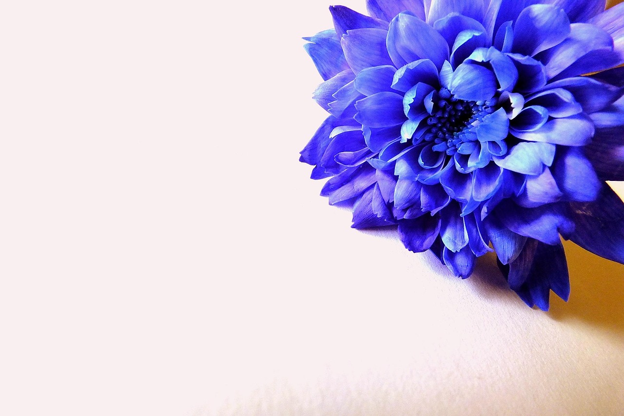 花之舞最新版,舞动生活的旋律之美