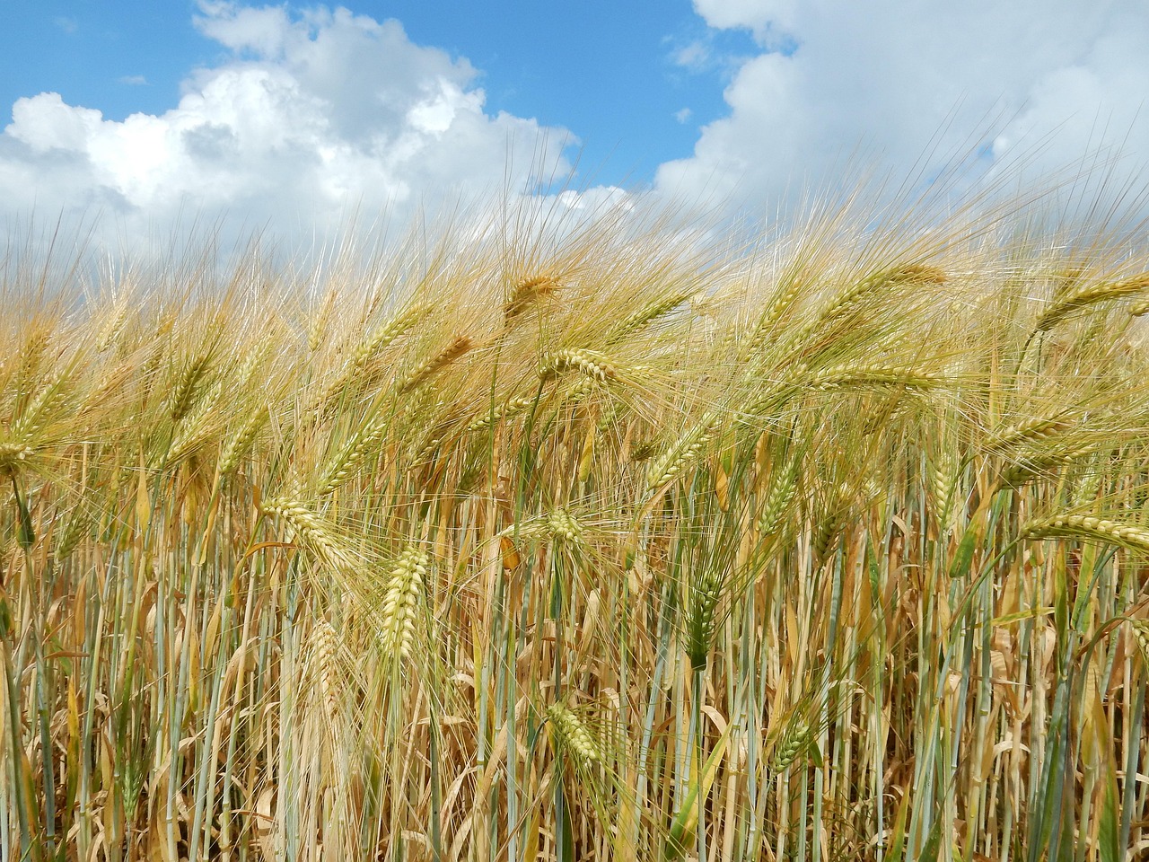 大麦最新品种引领农业革新,展望未来发展前景