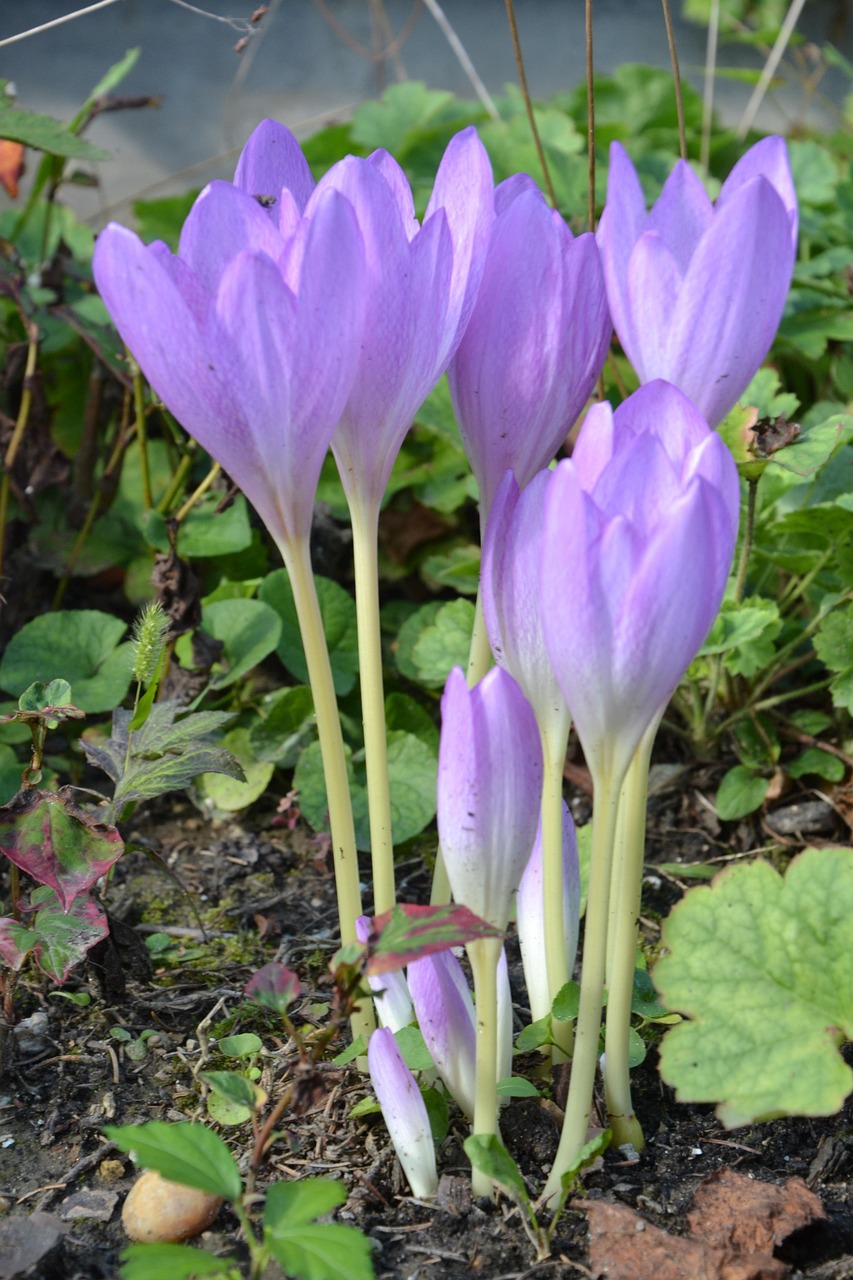 天津最新病毒动态及全面应对措施,守护城市安全