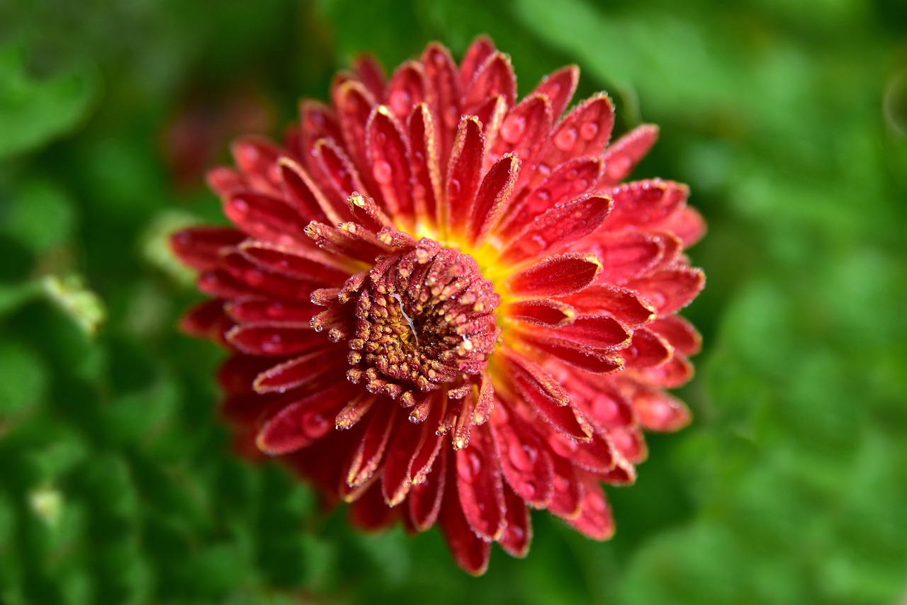 最新喇叭花绽放,美丽与独特魅力的展现